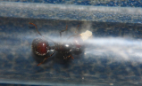 Messor barbarus Gründerkönigin