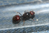 Messor barbarus Gründerkönigin