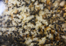 Messor barbarus Nesteinblick