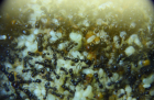 Messor barbarus Nesteinblick