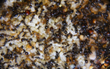 Messor barbarus Nesteinblick