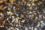 Messor barbarus Nesteinblick