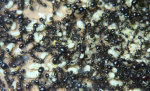Messor barbarus Nesteinblick