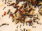 Messor barbarus an Fliegenpuppen