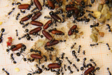 Messor barbarus an Fliegenpuppen
