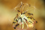 Messor barbarus an Löwenzahn