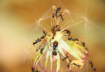 Messor barbarus an Löwenzahn