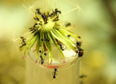 Messor barbarus an Löwenzahn