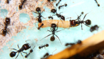 Messor barbarus an Mehlkäferlarve