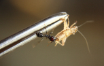 Messor barbarus auf Pinzette