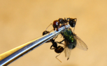 Messor barbarus mit Fliege