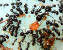 Messor barbarus trinken