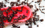 Messor barbarus trinken